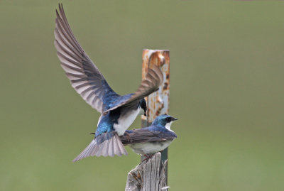 Tree Swallows Mating