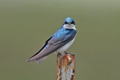 Tree Swallows