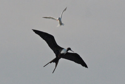 Magnificent Frigatebird (female) with Tern