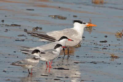 Terns in a Row