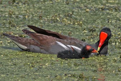 Common Gallinules