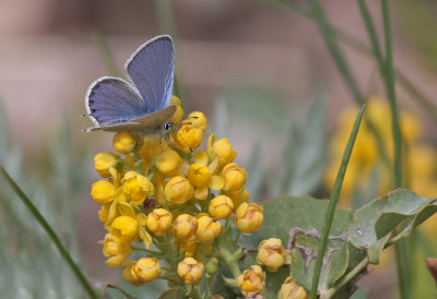  Western Tailed-Blue on flowers