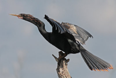 Anhinga