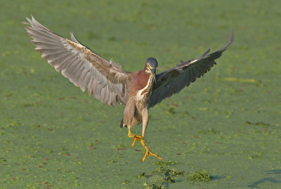 Green Heron