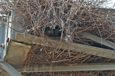Monk Parakeets in Nest