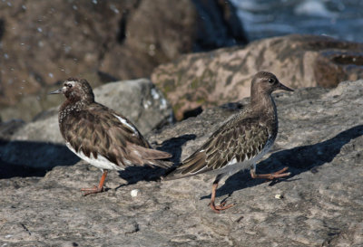 Black Turnstone