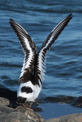 Black Turnstone