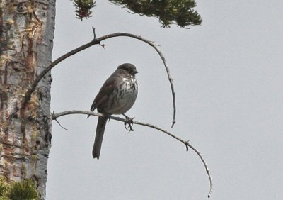 Fox Sparrow (Utah)