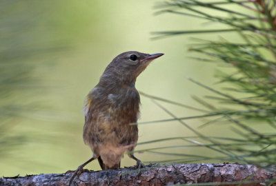 Young Birds:  Pine Warbler