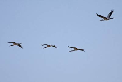 Wood Storks