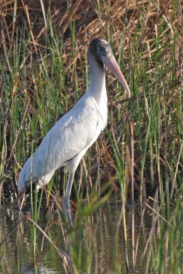 Wood Stork