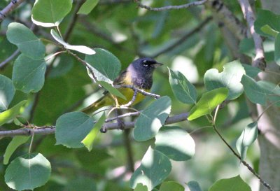 MacGillivray's Warbler