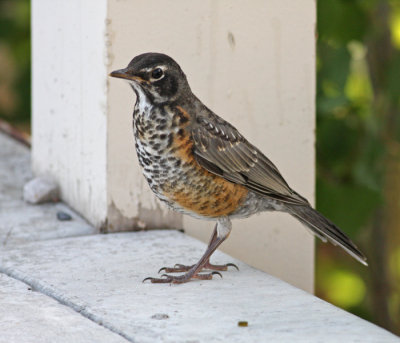 Juvenile American Robin