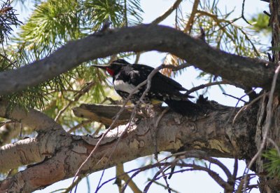 Williamsons Sapsucker