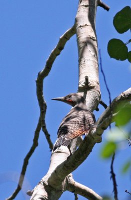 Northern Flicker (Red-shafted)