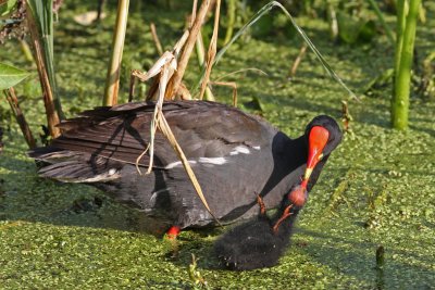 Common Gallinules