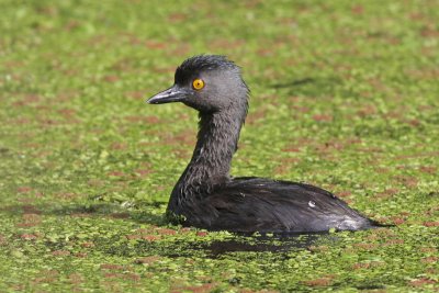 Least Grebe