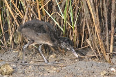 Clapper Rail