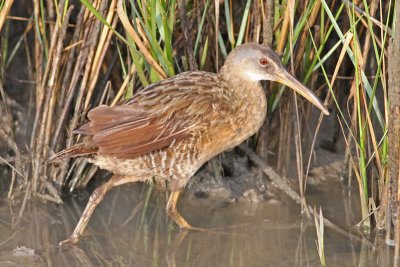 Clapper Rail