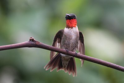 Ruby-throated Hummingbird