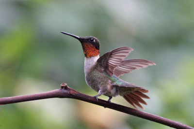 Ruby-throated Hummingbird