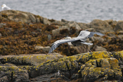 Grey Heron