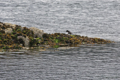 Oystercatcher on outcropping