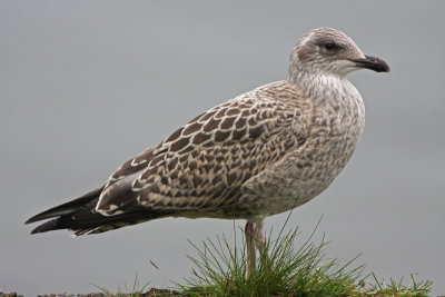 Juvenile  Herring Gull