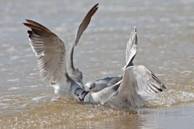 Gulls scrambling for food.