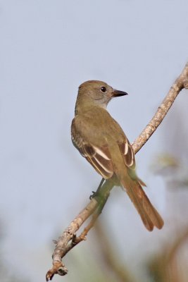 Great Crested Flycatcher