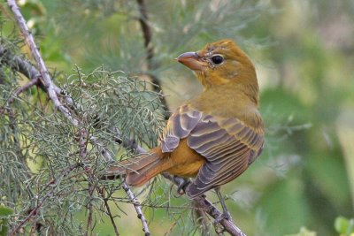 Summer Tanager with crossed bill