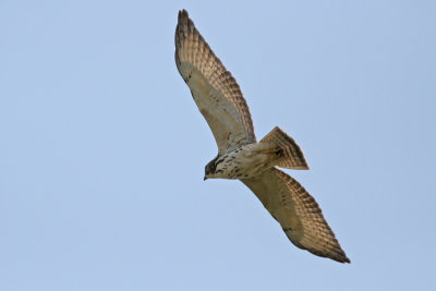 Broad-winged Hawk