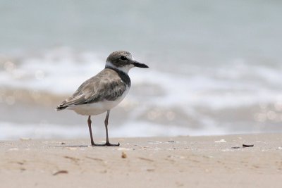 Wilson's Plover