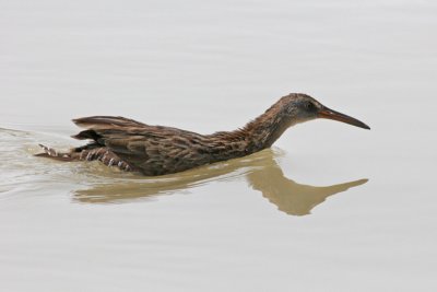 Clapper Rail