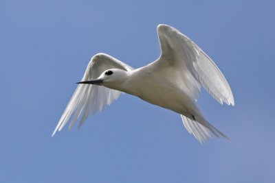 Manu o Ku (White Tern)