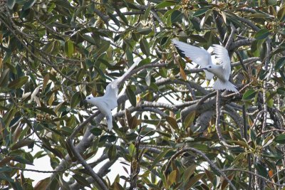 Manu o Ku (White Tern)