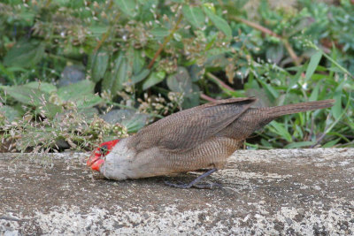 Common Waxbill