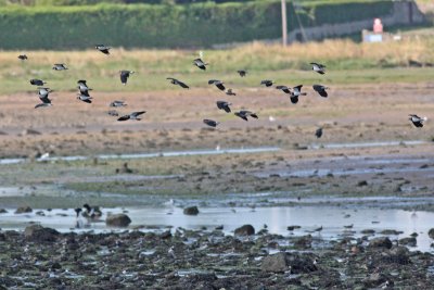 Lapwings and friends landing