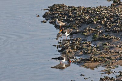 Oystercatchers and Redshank