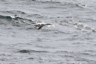 Gannet, seen from ferry