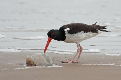American Oystercatcher with Jellyfish