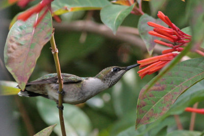 Ruby-throated Hummingbird