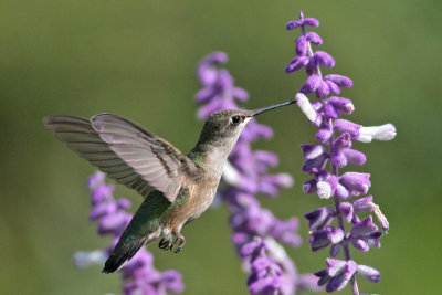 Ruby-throated Hummingbird