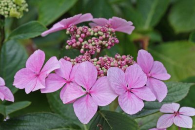 2009-08-08_2169-hydrangea.jpg