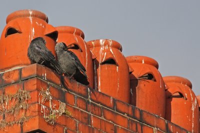 Jackdaws and jars