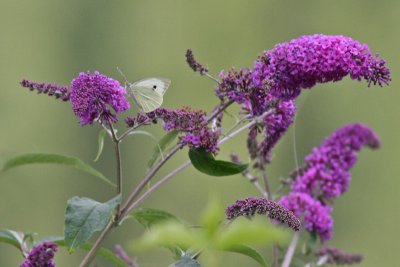 Butterfly on flowers