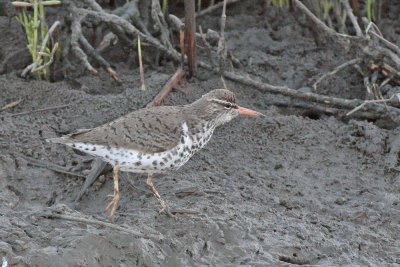 Spotted Sandpiper