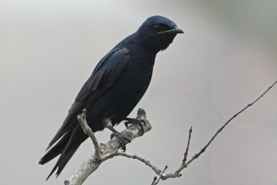 Purple Martin