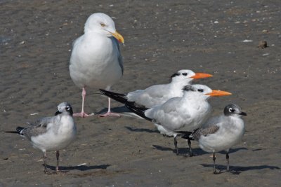 Herring and Franklin's Gulls, Royal Terns