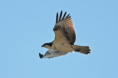 Hawk Watch: Osprey